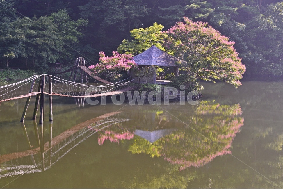 순천,일일레져타운,배롱나무,배롱나무꽃,정자,저수지,반영,다리,출렁다리,자연,풍경,nature,landscape