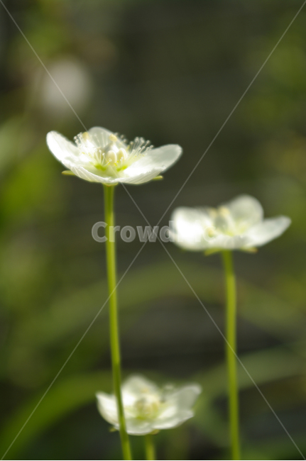 꽃,식물,flower,plant,color,식물,자연,plants,nature,꽃,flower