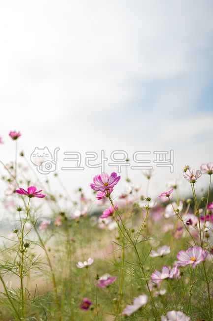 꽃,코스모스,가을,가을꽃,자연