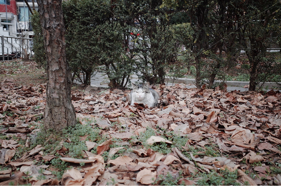 고양이,길냥이,길고양이,cat,streetcat,동물,animal,포유류,mammal,고양이,cat,kitten,kitty