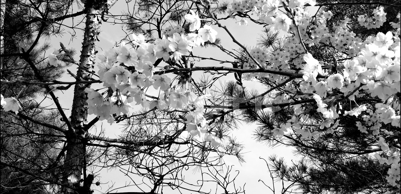 식물,plant,흑백꽃,꽃,벗꽃,흑백,모노톤,monochrome,black and white