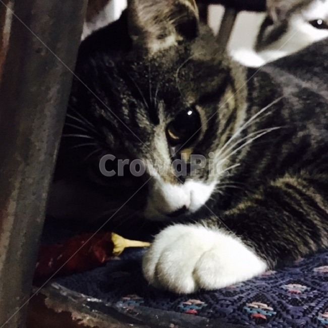 고양이,동물,새끼,초롱,발가락,동물,animal,포유류,mammal,고양이,cat,kitten,kitty