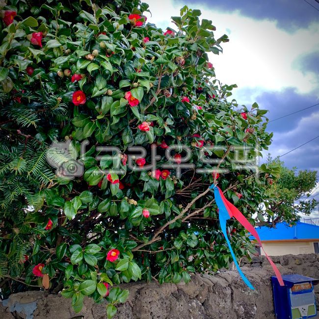 꽃,올레길,리본,동백꽃,제주길