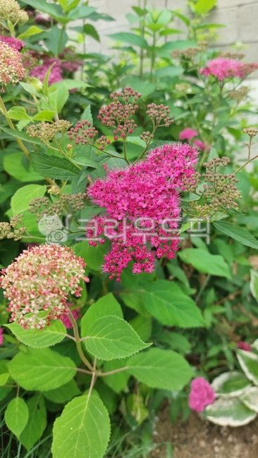 Rosaceae,plant,Spirea genus,japonica,Japanese spirea tree,leaf,flower