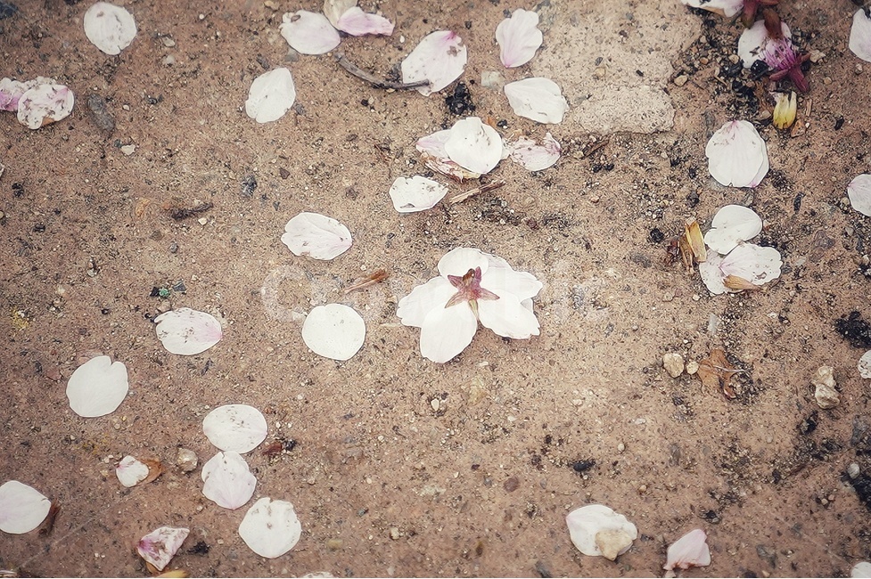 꽃,봄,향기,보케,아웃포커싱,봄,계절,spring,season,꽃,flower,ground,바닥