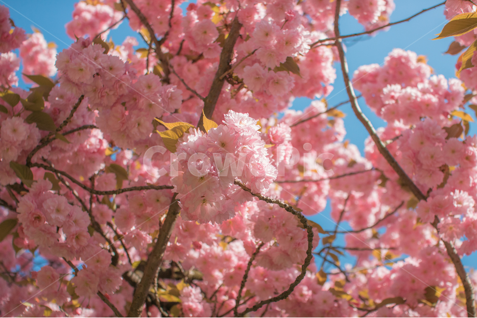 벚꽃,겹벚꽃,하늘,하늘벚꽃,꽃,봄꽃,봄,계절,spring,season,식물,자연,plants,nature,꽃,flower,plant,blossom