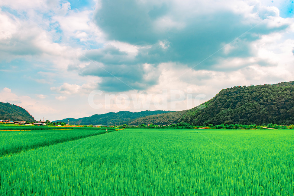 자연,nature,들,시골,들판,여름,summer