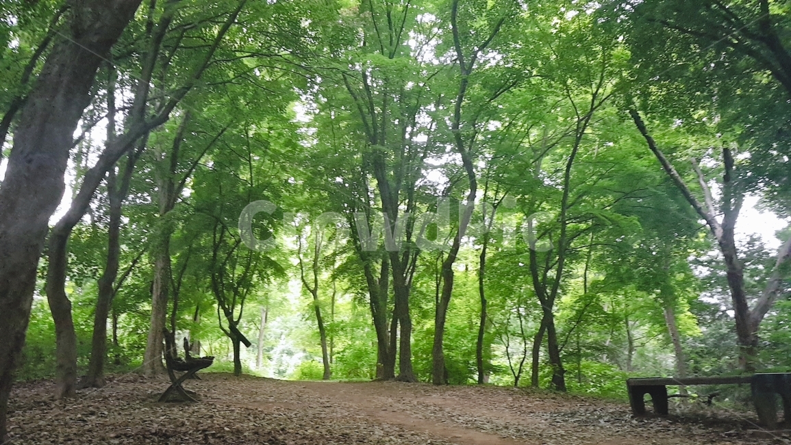 산길,산,숲,울창한숲,forest,자연,nature,초목