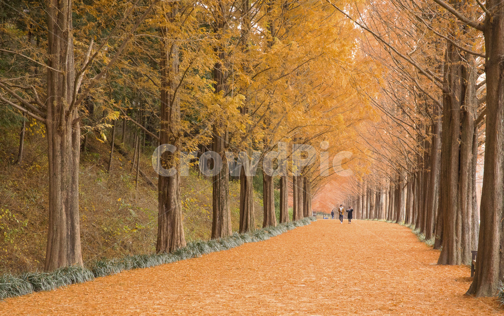 late autumn,scene,metasequoia,tree trunk,fallen leaves,passerby,road,sight,Garosugil,season,treetrunk,Metasequoia Road,park,Supplementary budget,nature,tree,colonnade,person,plant,autumn,walk