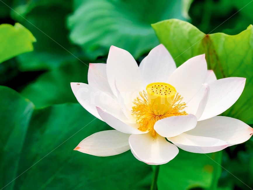 연꽃,자연,여름,꽃,lotus
