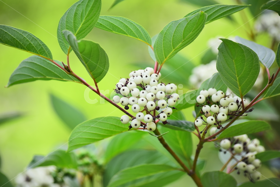 열매,흰색,식물,초록색,white,잎새,나뭇잎,그린,초록,녹색,green