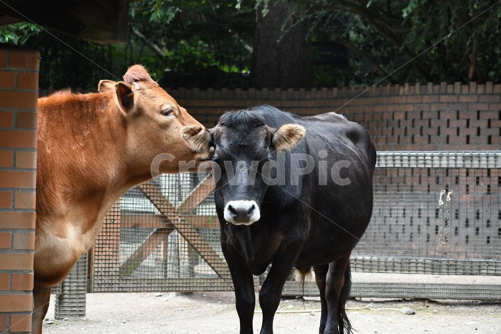 animal,동물,cow,소,가축,모성애,브라운,블렉,동물,animal,포유류,mammal