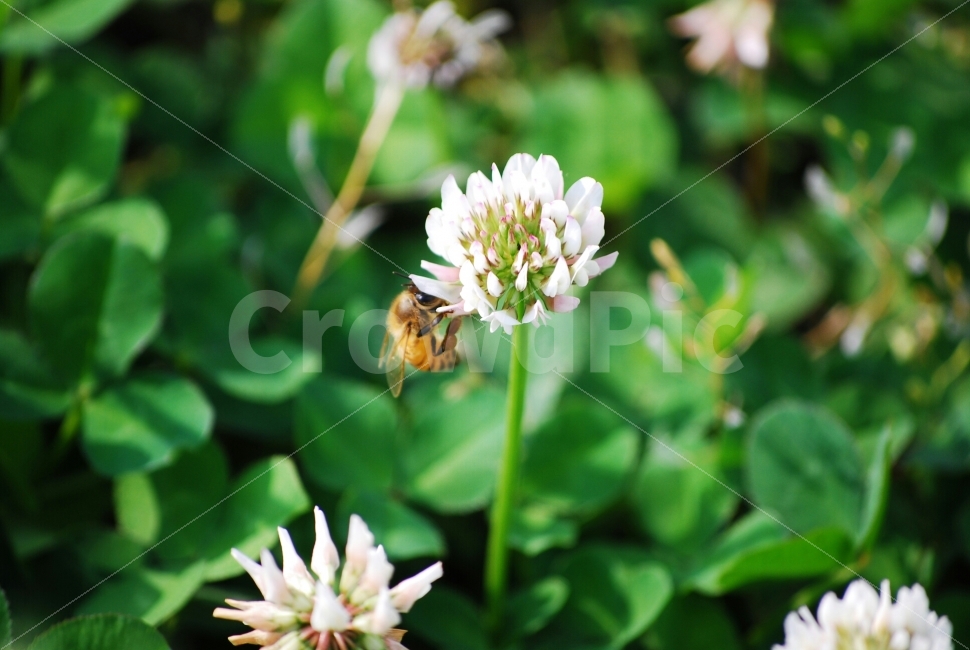 클로버,꽃과벌,꽃,벌,자연,푸르름,식물,자연,plants,nature,꽃,flower,동물,animal,곤충,벌레,insect,bug