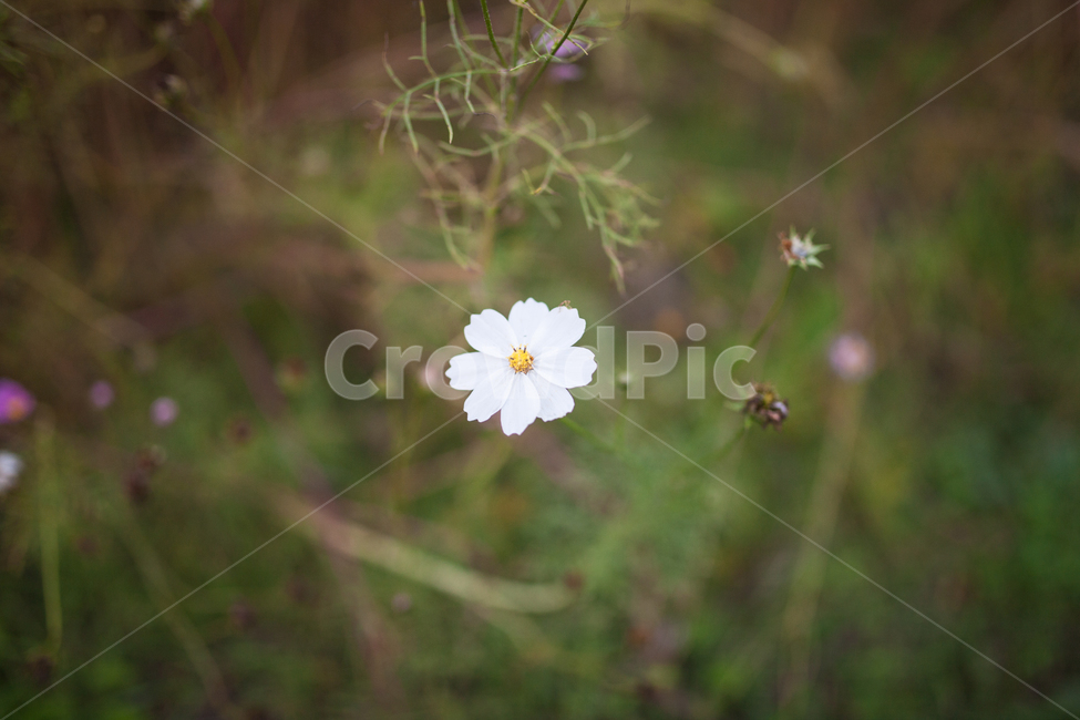구절초,들꽃,꽃,가을,풍경,식물,botanical,flowers,식물,자연,plants,nature,꽃,flower