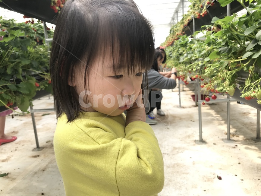 어린이,체험,집중,딸기,놀이,유아,사람,인물,인간,human,person,어린이,어린아이,child,children,kid