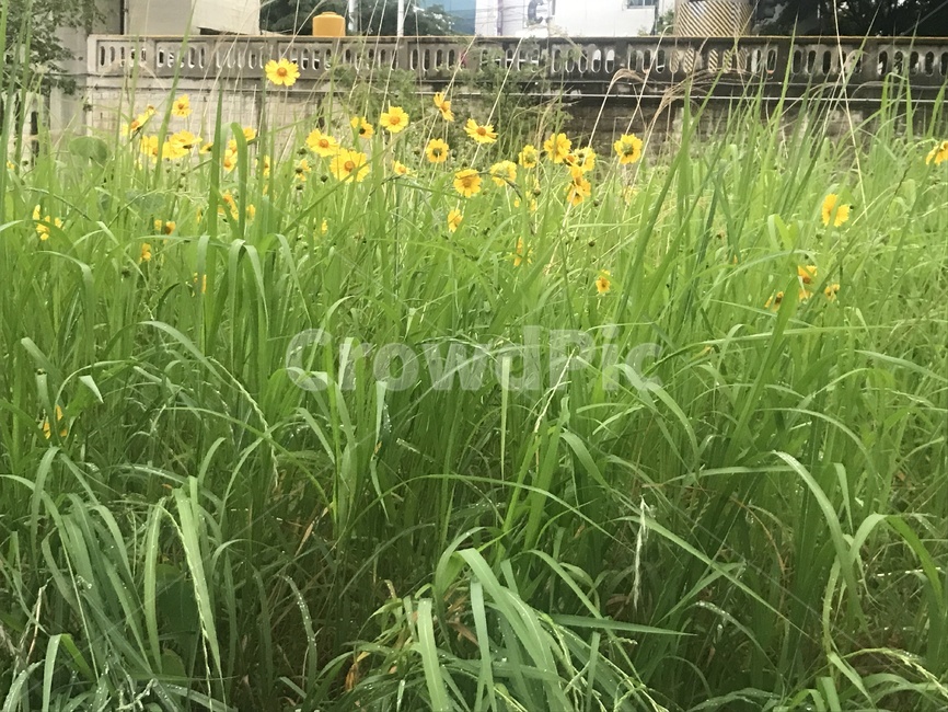 노란색꽃,노란꽃,들꽃,온천천,꽃밭
