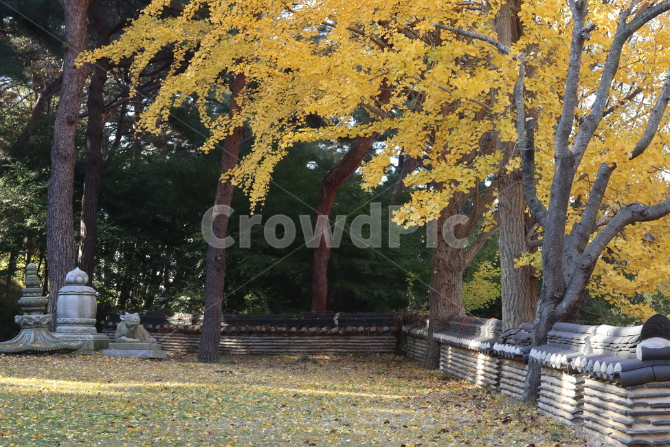 은행잎,기와,담장,풍경,가을,tree,나무,plant,식물,tree trunk,나무 줄기