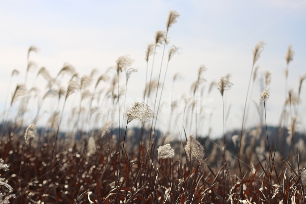 갈대,갈대밭,가을풍경,가을,쓸쓸함,외로움,가을,계절,fall,autumn,season,식물,자연,plants,nature,grass,잔디,plant,lawn