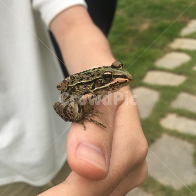 개구리,손,자연,애완,동물,동물,animal,파충류,양서류,reptile,amphibian,사람,인물,인간,human,person,신체일부,몸,body
