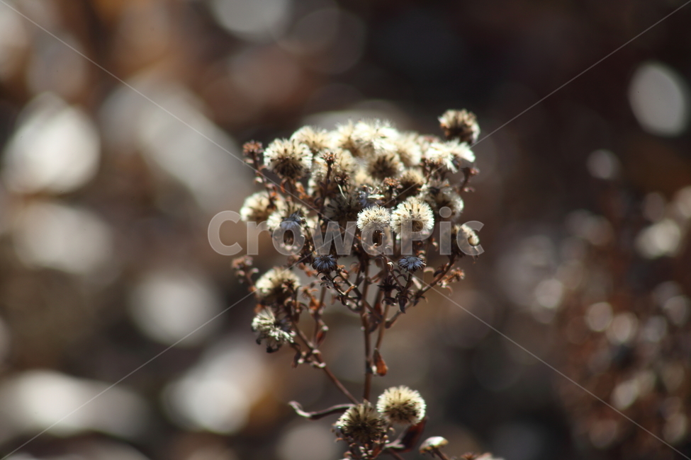 씨앗,종자,번식,식물,seed,식물,자연,plants,nature