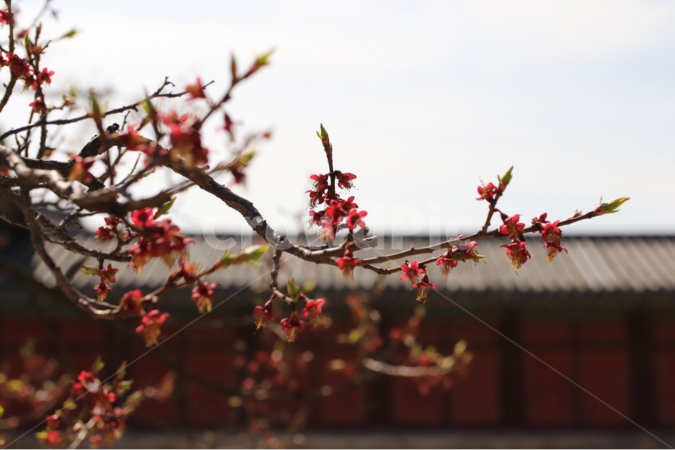 plant,flower,꽃,식물,가지,식물,자연,plants,nature,꽃,flower