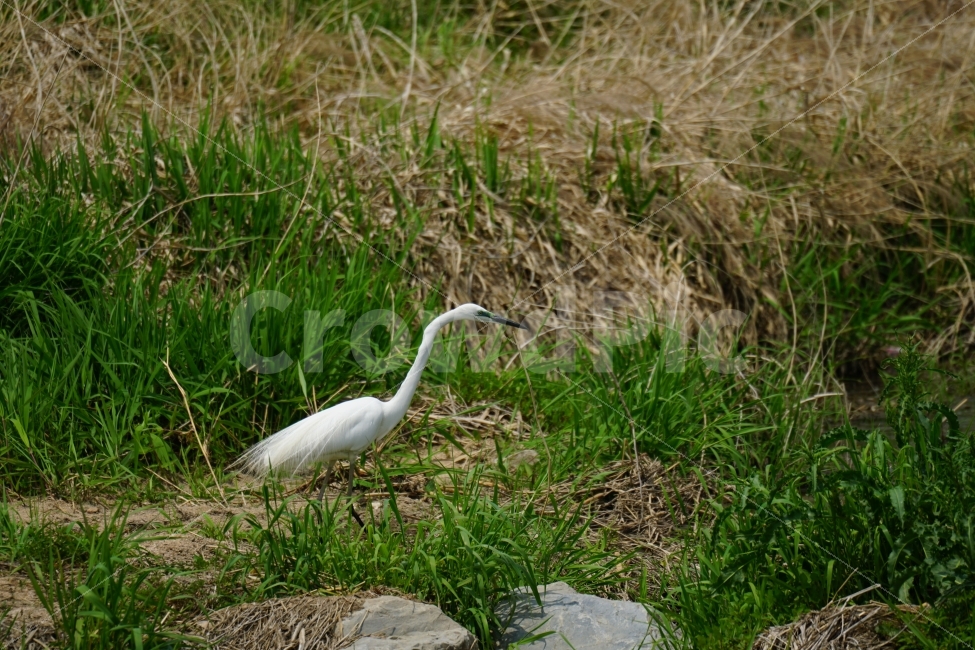 백로,새,조류,동물,자연,강,하천,습지,물결,식물,bird,animal,lake,river,nature,water,plants,감성,감성사진,스냅,스냅사진,snap,snapshot,풍경,landscape,계절,여름,summer,season,수영,헤엄,한국자연,한국적인,생명,환경,동물,animal,조류,새,birds