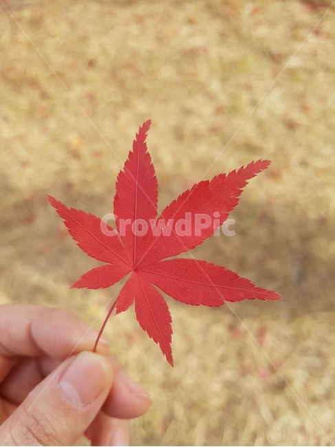 가을,단풍,단풍잎,낙엽,잎,자연,가을,계절,fall,autumn,season,식물,자연,plants,nature,leaf,plant,tree,나무