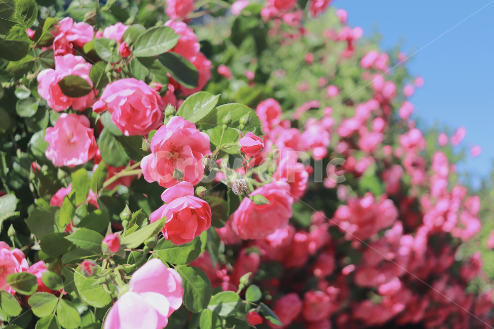장미,핑크장미,장미담벼락,꽃,꽃배경,꽃,flower