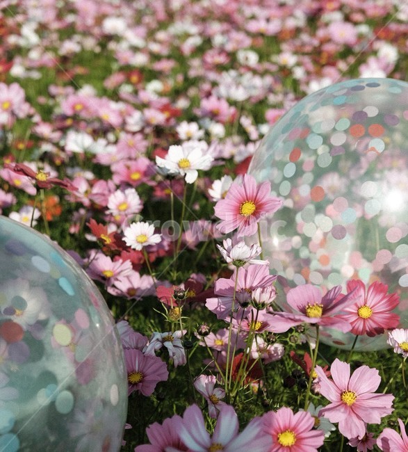꽃,코스모스,꽃보케,풍선,cosmos,가을,계절,fall,autumn,season,식물,자연,plants,nature,꽃,flower,plant,blossom