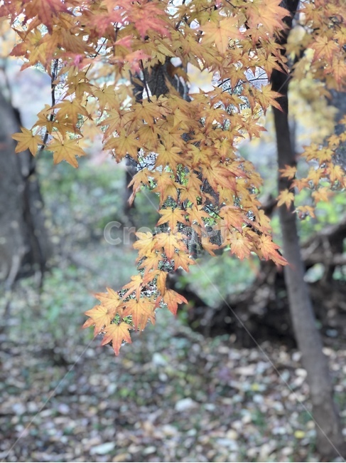 leaf,잎,plant,식물,tree,나무,단풍,maple,가을,fall