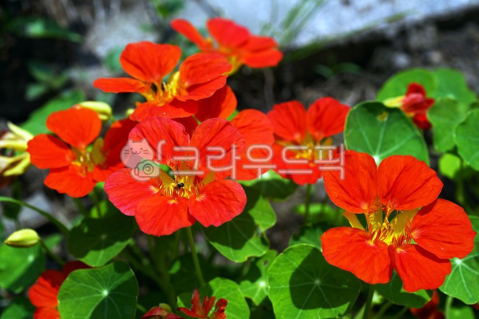 한련화,금련화,관상용,허브식물,페루,덩굴성식물,gardennasturtium