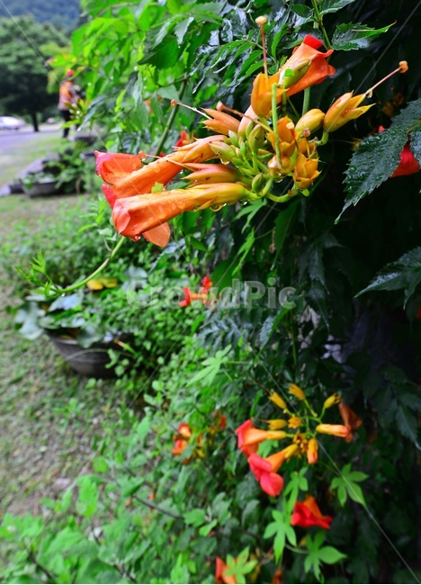 plant,식물,blossom,flower,꽃,능소화,화순,만연사