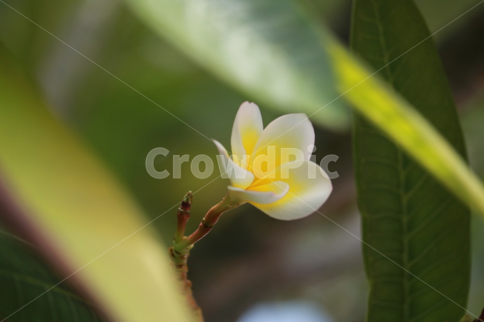 릴라와디,꽃,flower,새싹,blossom,꽃,flower