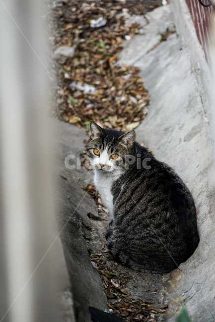 mammal,포유류,animal,동물,pet,애완동물,cat,고양이,동물,animal,포유류,mammal,고양이,cat,kitten,kitty