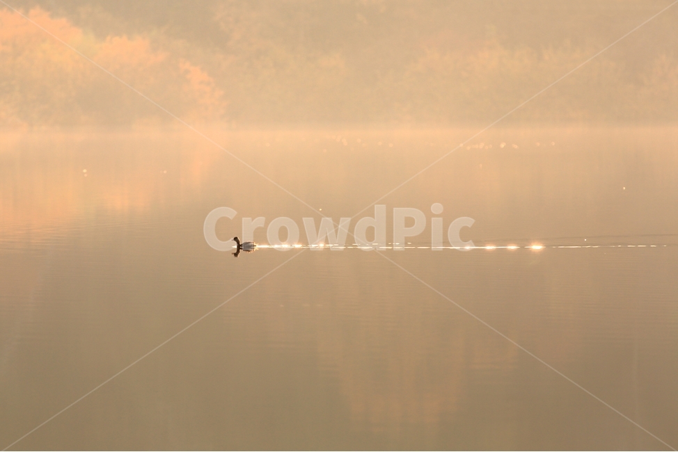 호수,오리,반영,유영,용유지,가을,가을호수,가을햇살,lake,duck,fall,autumn,고요,silent,평화로움,평화,peace,동물,animal,조류,새,birds