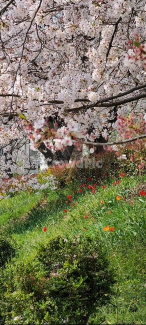 plant,식물,flower,blossom,꽃,봄,벚꽃,튤립
