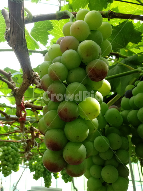 포도,과일,열매,거봉,식물,과일,열매,fruit