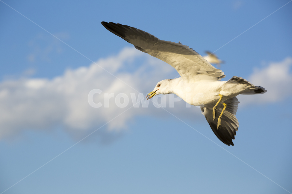 갈매기,새,하늘,날개,동물,동물,animal,조류,새,birds
