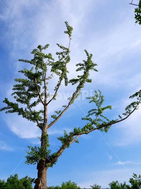 은행나무,나무,풍경,하늘,구름,식물,자연,plants,nature,나무,trees,wood