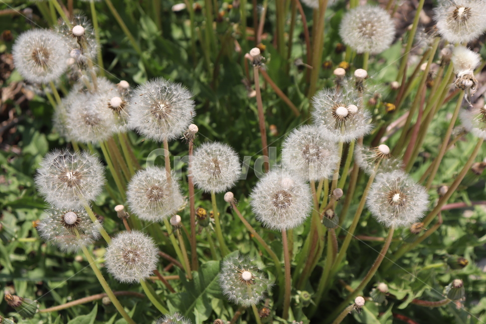 민들레,민들레씨,dandelion,홀씨,자연,흰색,초록,natural,white,green