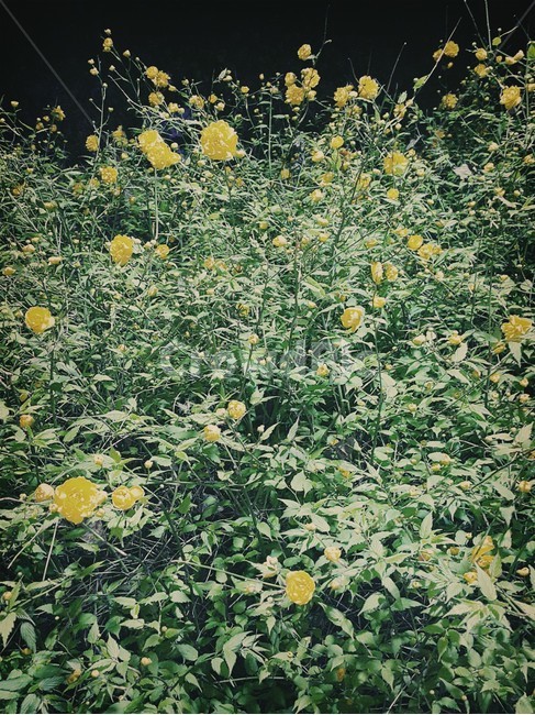 꽃,자연,풀,밤,풍경,노란색,노란꽃,들꽃,식물,자연,plants,nature,꽃,flower