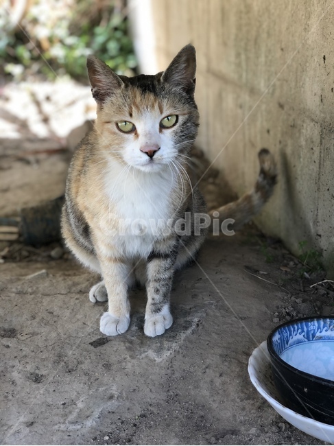 고양이,pet,animal,cat,동물,길고양이,동물,animal,포유류,mammal,고양이,cat,kitten,kitty