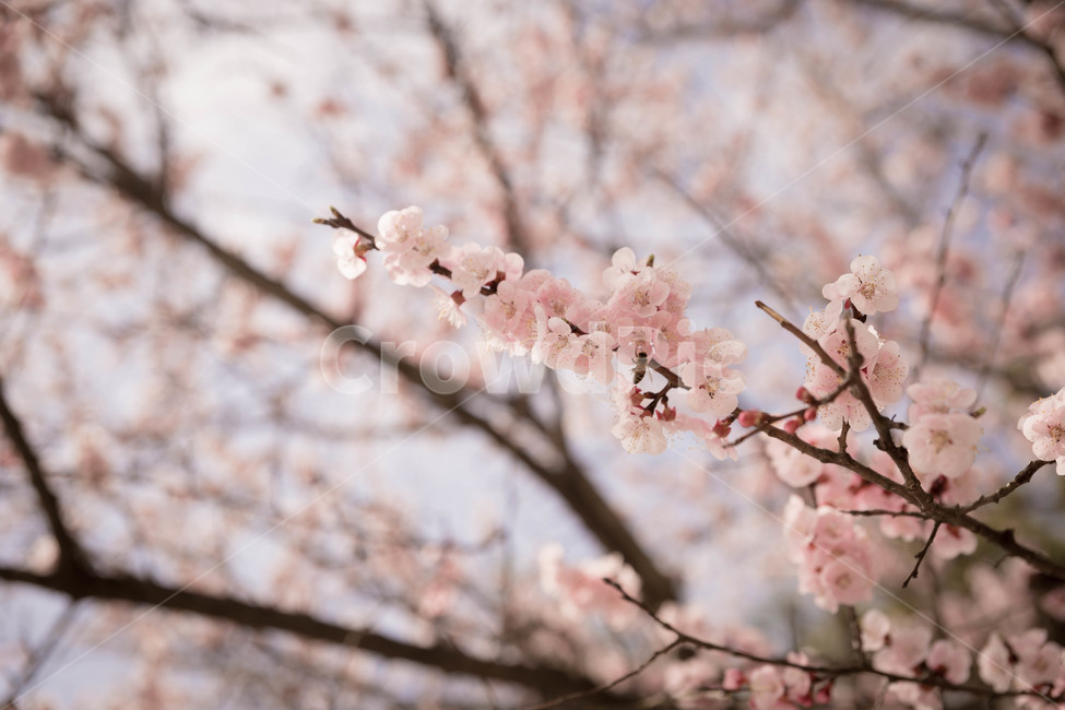 벚꽃,봄,꽃,blossom,cheeryblossom,꽃잎,flower,봄,계절,spring,season,식물,자연,plants,nature,꽃,flower,plant