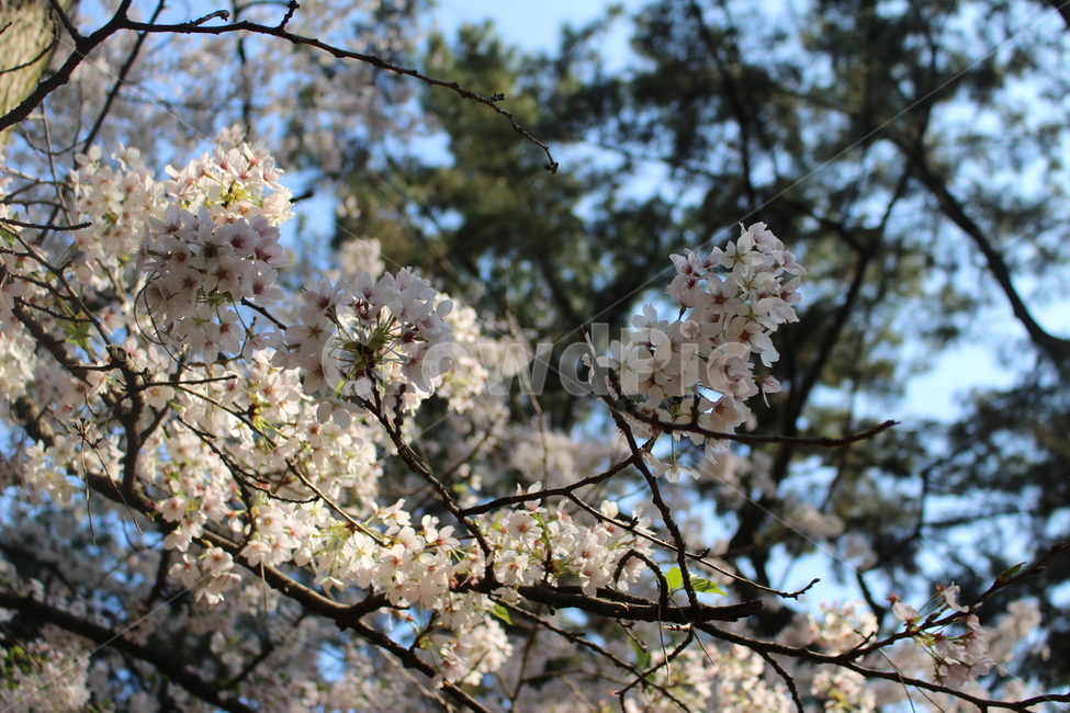 plant,식물,blossom,flower,꽃,벚꽃,벚꽃나무