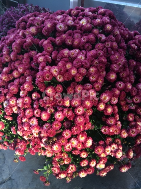 꽃,식물,자연,flower,nature