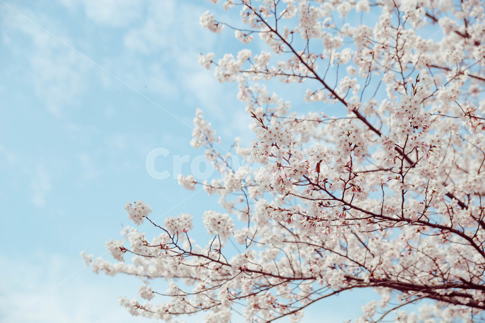 벚꽃,봄,꽃,blossom,cheeryblossom,꽃잎,flower,봄,계절,spring,season,식물,자연,plants,nature,꽃,flower,plant,cherry blossom