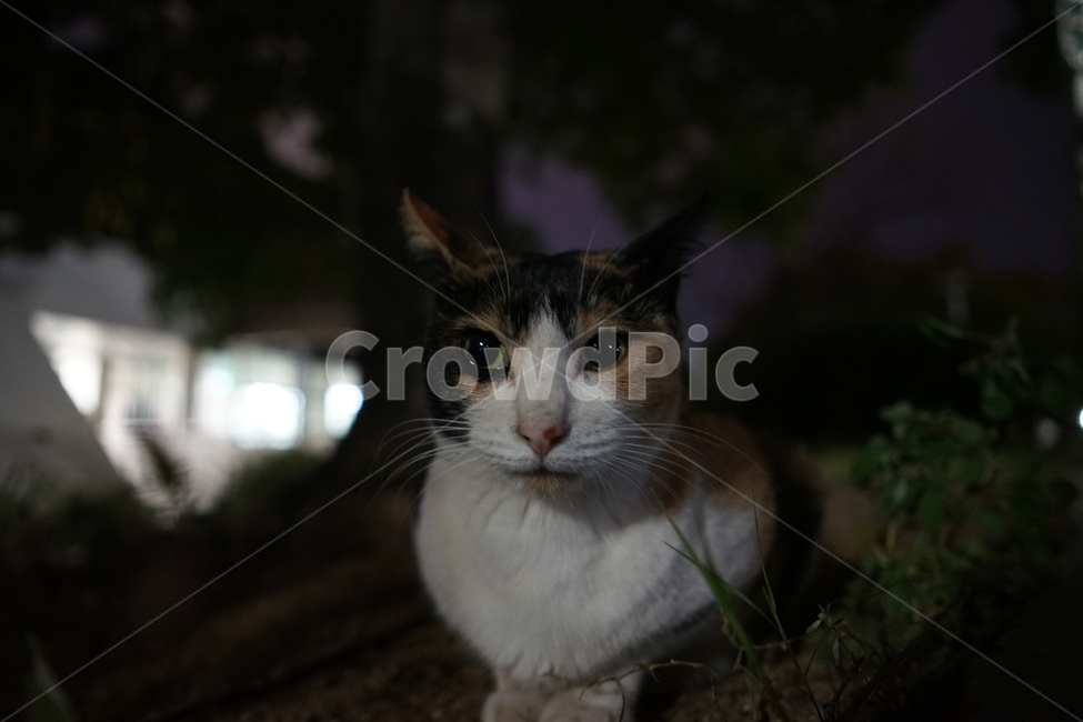 고양이,동물,포유류,길냥이,cat,animal,pet
