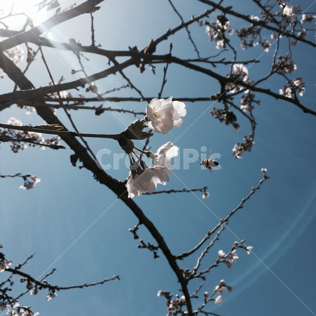 blossom,cherryblossom,flower,벚꽃,빛,하늘,식물,plant