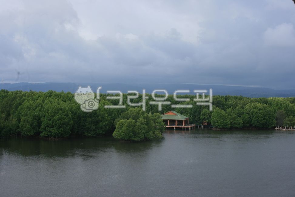 캄보디아,맹그로브숲,강,자연,배경,풍경