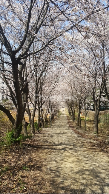 벚꽃,사쿠라,봄,안양,동편마을